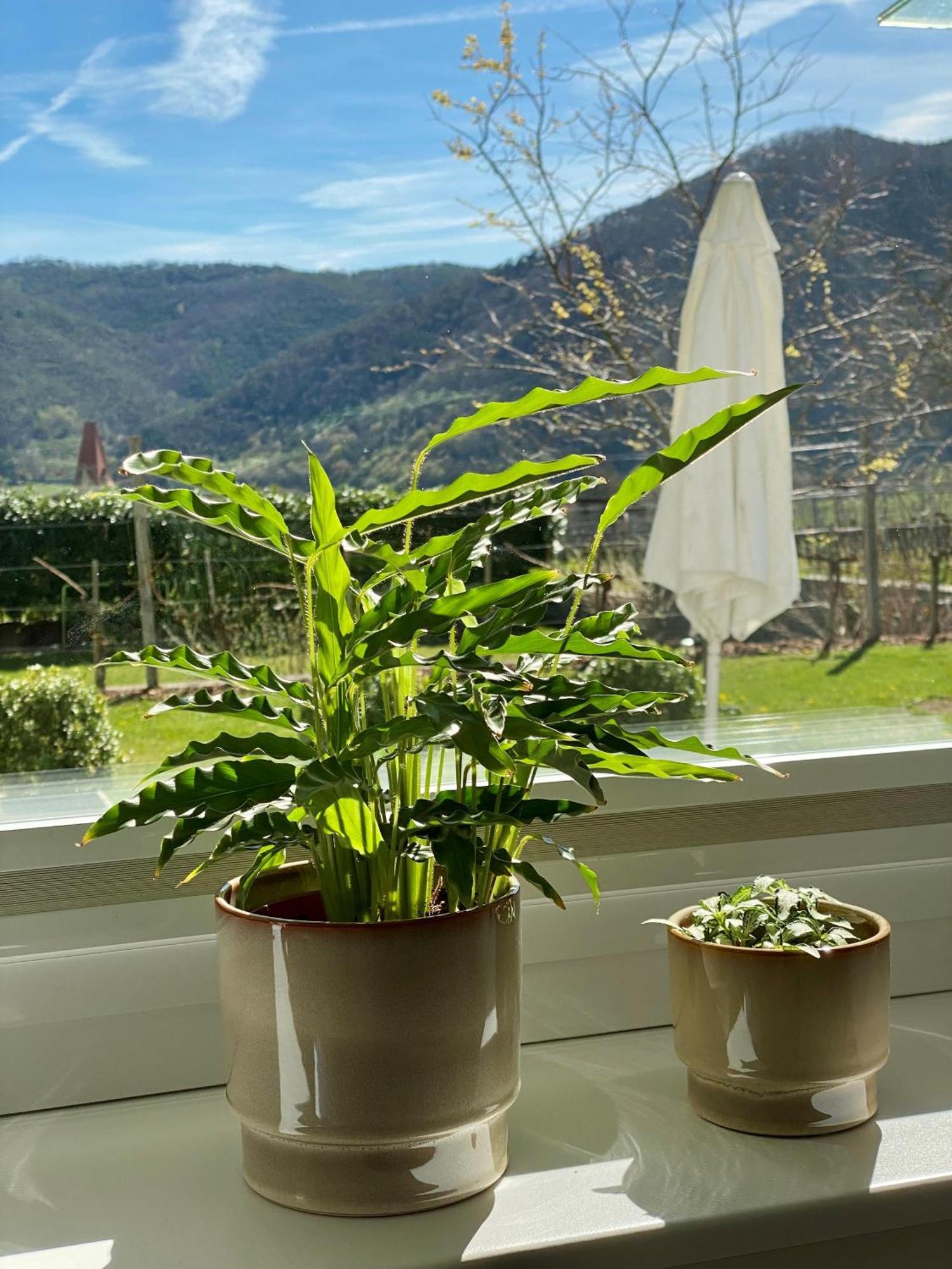 Wachaulodge Weissenkirchen in der Wachau Luaran gambar